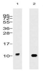 Ubiquitin Antibody in Western Blot (WB)