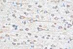 EIF2B2 Antibody in Immunohistochemistry (Paraffin) (IHC (P))