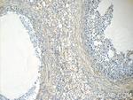 EIF2B2 Antibody in Immunohistochemistry (Paraffin) (IHC (P))