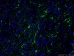 Glutamine synthetase Antibody in Immunohistochemistry (PFA fixed) (IHC (PFA))