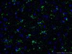 Glutamine synthetase Antibody in Immunohistochemistry (PFA fixed) (IHC (PFA))