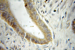 WBP1 Antibody in Immunohistochemistry (Paraffin) (IHC (P))