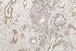 WBP1 Antibody in Immunohistochemistry (Paraffin) (IHC (P))