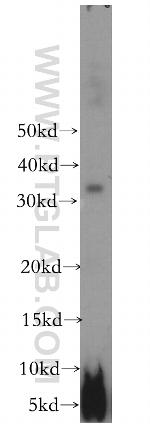 WBP1 Antibody in Western Blot (WB)