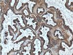 GNB5 Antibody in Immunohistochemistry (Paraffin) (IHC (P))