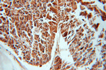 GNB5 Antibody in Immunohistochemistry (Paraffin) (IHC (P))