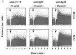 CD45R (B220) Antibody in Flow Cytometry (Flow)