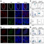 TER-119 Antibody in Flow Cytometry (Flow)