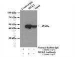MEK2 Antibody in Immunoprecipitation (IP)