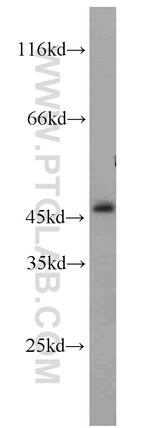 MEK2 Antibody in Western Blot (WB)