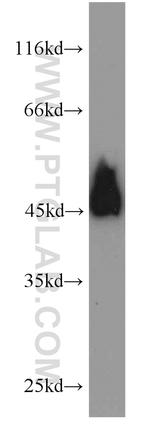 MEK2 Antibody in Western Blot (WB)