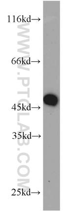 MEK2 Antibody in Western Blot (WB)