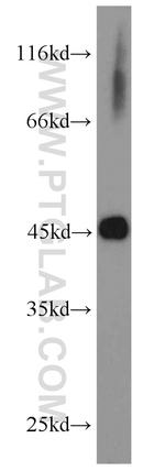 MEK2 Antibody in Western Blot (WB)