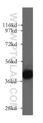 GSNOR/ADH5 Antibody in Western Blot (WB)