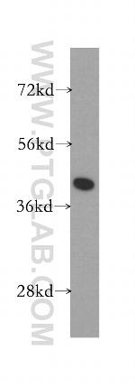 GSNOR/ADH5 Antibody in Western Blot (WB)