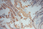 AMD1 Antibody in Immunohistochemistry (Paraffin) (IHC (P))