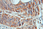 AMD1 Antibody in Immunohistochemistry (Paraffin) (IHC (P))