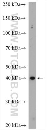 AMD1 Antibody in Western Blot (WB)