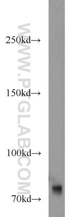 GANP Antibody in Western Blot (WB)