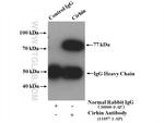 Cirhin Antibody in Immunoprecipitation (IP)