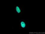 NONO Antibody in Immunocytochemistry (ICC/IF)