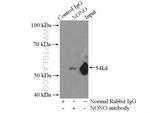 NONO Antibody in Immunoprecipitation (IP)