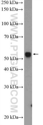 NONO Antibody in Western Blot (WB)