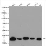 Annexin V Antibody in Western Blot (WB)