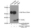 Annexin V Antibody in Immunoprecipitation (IP)