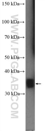 Annexin V Antibody in Western Blot (WB)