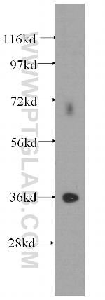 Annexin V Antibody in Western Blot (WB)