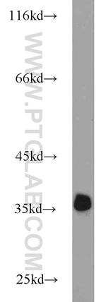 Annexin V Antibody in Western Blot (WB)