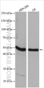 RBMS1 Antibody in Western Blot (WB)