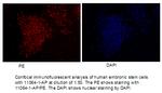 SOX2 Antibody in Immunocytochemistry (ICC/IF)