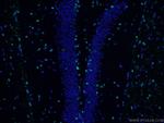 SOX2 Antibody in Immunohistochemistry (PFA fixed) (IHC (PFA))