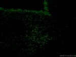 SOX2 Antibody in Immunohistochemistry (PFA fixed) (IHC (PFA))