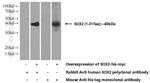 SOX2 Antibody in Western Blot (WB)