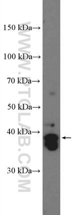 SOX2 Antibody in Western Blot (WB)