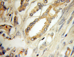 IGFBP2 Antibody in Immunohistochemistry (Paraffin) (IHC (P))