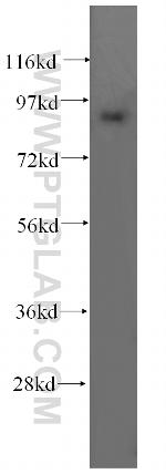 PROX1 Antibody in Western Blot (WB)