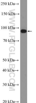 PROX1 Antibody in Western Blot (WB)