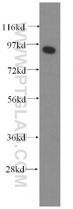 PROX1 Antibody in Western Blot (WB)