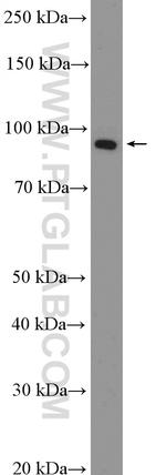 PROX1 Antibody in Western Blot (WB)