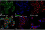 CD68 Antibody in Immunocytochemistry (ICC/IF)