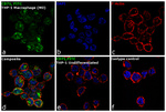 CD71 (Transferrin Receptor) Antibody in Immunocytochemistry (ICC/IF)