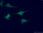 Oligophrenin 1 Antibody in Immunocytochemistry (ICC/IF)