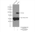 Oligophrenin 1 Antibody in Immunoprecipitation (IP)