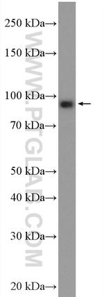 Oligophrenin 1 Antibody in Western Blot (WB)