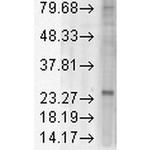 KDEL Receptor Antibody in Western Blot (WB)