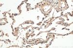 IL32 Antibody in Immunohistochemistry (Paraffin) (IHC (P))